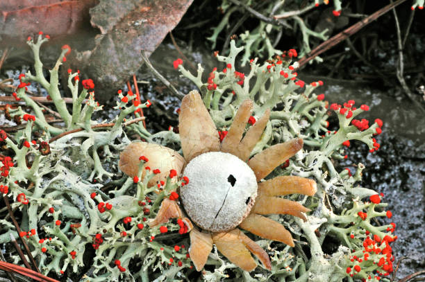 False earthstar, Astraeus hygrometricus, in a patch of British soldier lichen, Cladonia cristatella, a greenish-gray fruticose lichen with red tips. The fungus is on the ground in sandy scrub habitat. falsa estrella de tierra, astraeus hygrometricus, en un parche de liquen soldado británico, cladonia cristatella, un liquen fruticoso de color gris verdoso con puntas rojas. el hongo se encuentra en el suelo en el hábitat de matorral arenoso.