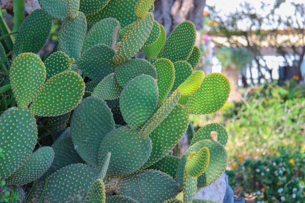 Prickly pear (Opuntia ficus-indica), exotic flower, ripe fruit, background, wallpaper