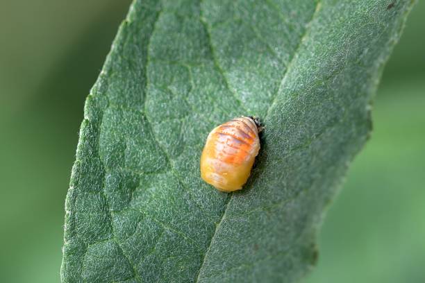 Ladybug pupa, on a dark green leaf, ladybird stage of life
