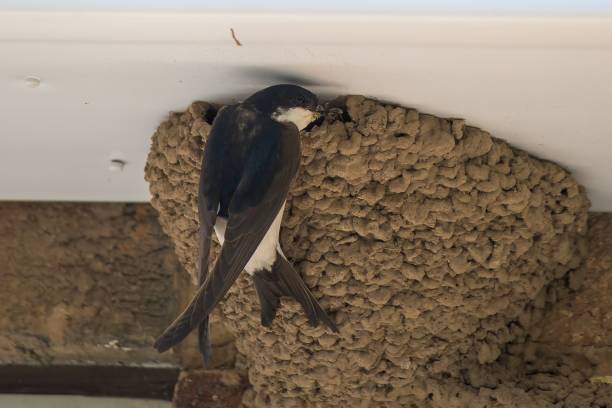 A House Martin, Delichon urbicum, feeding its young in its nest