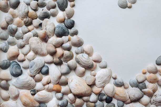istock Light gray and orange seashells lie on white textured paper. Natural background with copy space. 2162016885