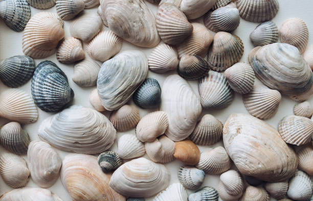istock Light, beige and brown beautiful shells and large mussels are evenly distributed on a white paper background. Natural texture, top view. 2162016892