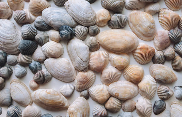 istock Light beige and gray seashells lie on white paper. Natural background. 2162016893