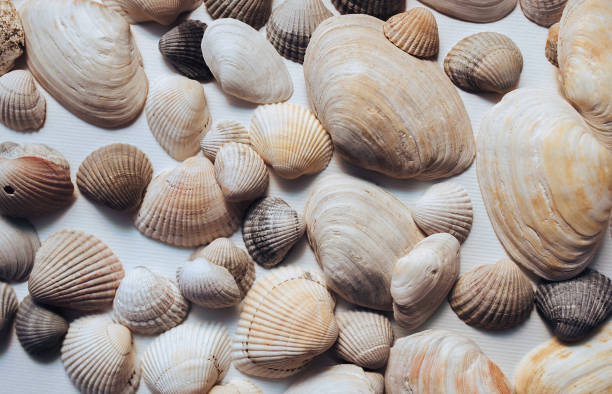istock Light, beige and brown beautiful shells and mussels are evenly distributed on a white paper background. Natural texture, top view. 2162016905