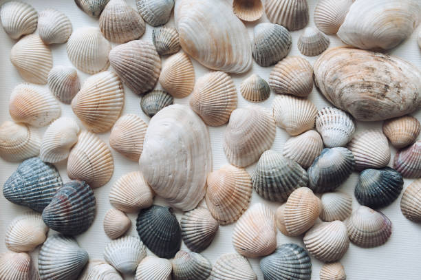 istock Light beige and brown beautiful shells and large textured mussels are evenly distributed on a white paper background. Natural texture, top view. 2162016909