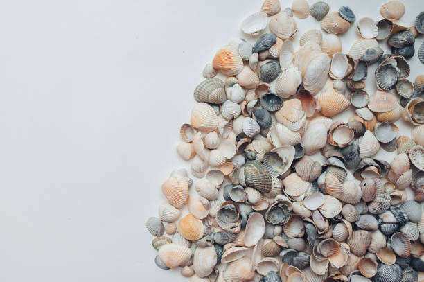 istock Light gray and orange seashells lie on white paper. Natural background with copy space. 2162016980