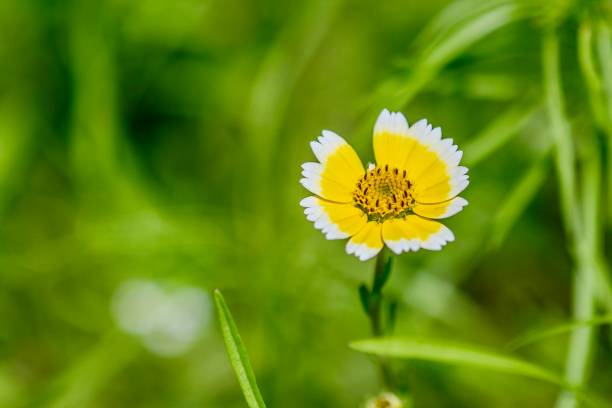 yellow flower in the meadow