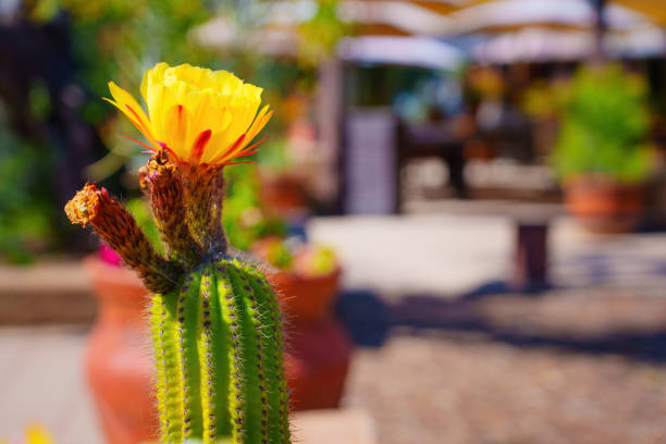 Single yellow flower blooms atop a green cactus, sharply in focus against a softly blurred background of an outdoor cafe setting.