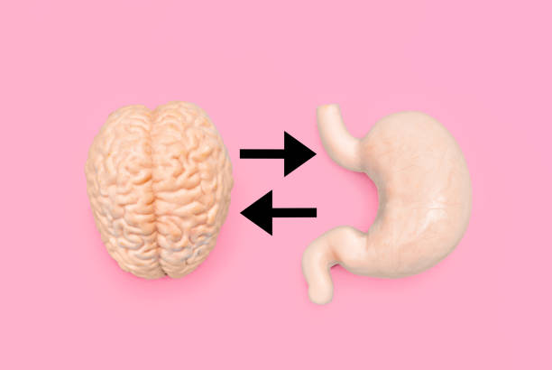 istock Brain and Stomach Models with Black Feedback Arrows on Pink Background 2162018460