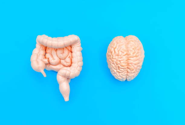 istock Realistic Brain and Intestines Models on Blue Background 2162018467