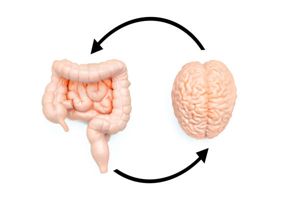 istock Neural-Guts Connection Diagram with Circular Arrows on White 2162018474
