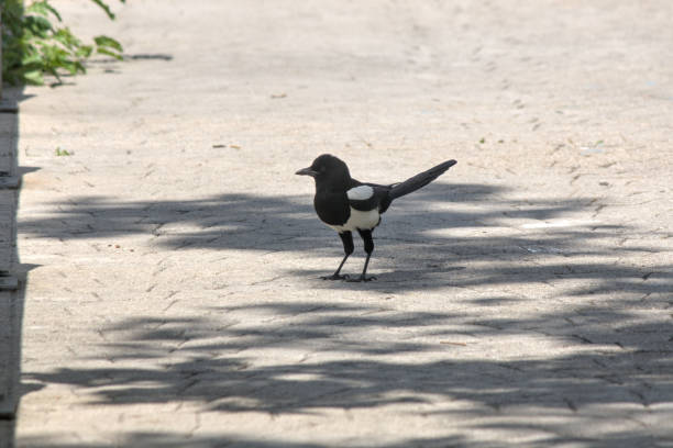 istock Teenage magpie exploring the area 2162019684
