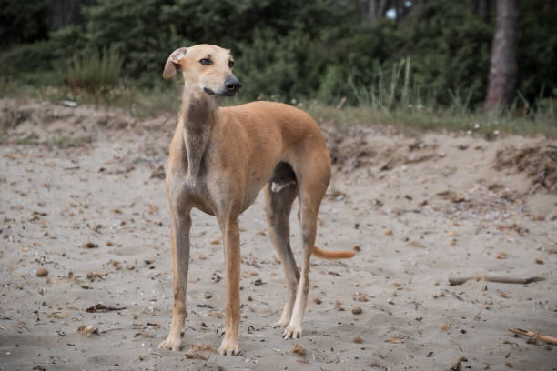 istock Ivo, the spanish greyhound with friends 2162020186
