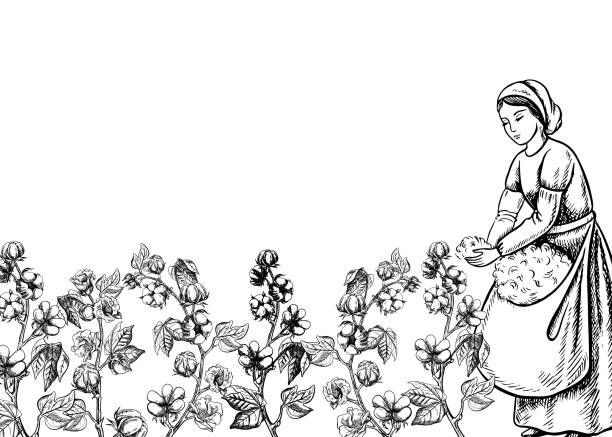 A cotton picker by hand. Black and white, detailed, graphic, vector illustration. A beautiful woman collects cotton with her own hands. Hand-drawn on a white background. For banner, poster, postcard