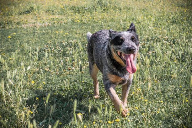 Bunji, the australian Cattle dog playing in a meadow