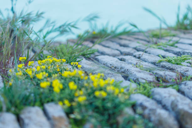 Shot of the details of the seaside in Antibes, Alpes Maritmes, Côte d'Azur, France, which means that we recognize the city of Antibes by admiring walls, rocks and vegetation