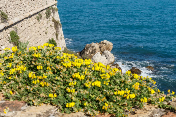 Shot of the details of the seaside in Antibes, Alpes Maritmes, Côte d'Azur, France, which means that we recognize the city of Antibes by admiring walls, rocks and vegetation
