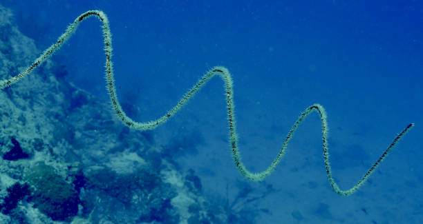 istock Spiral coral whips (Cirrhipathes sp.) extend several meters from coral reef 2162021961