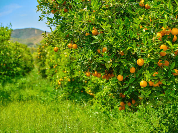 istock Orange grove - with ripe oranges 2162023299