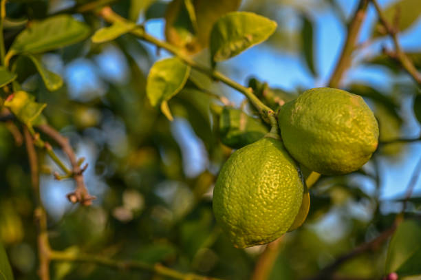 istock juicy lemons on a lemon tree in Cyprus in winter 12 2162024369