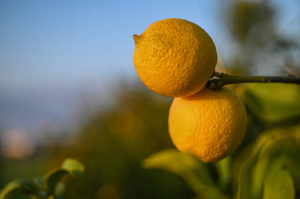 juicy lemons on a lemon tree in Cyprus in winter 12