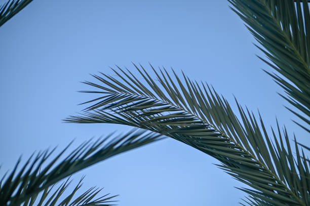 palm leaves against the sky