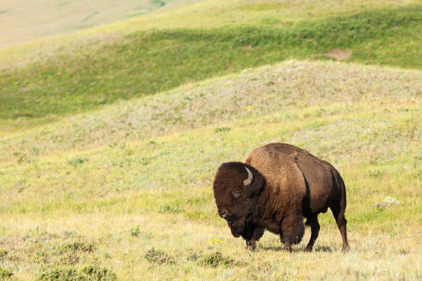 istock Plains Bison in Waterton Lakes National Park, Alberta, Canada 2162024566