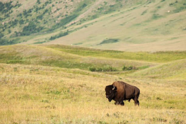 istock Plains Bison in Waterton Lakes National Park, Alberta, Canada 2162024726