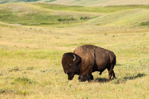 istock Plains Bison in Waterton Lakes National Park, Alberta, Canada 2162024729