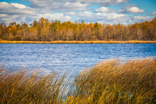 A blue lake with yellow grasses in Central Alberta, Canada
