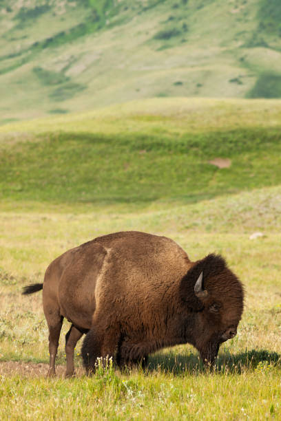istock Plains Bison in Waterton Lakes National Park, Alberta, Canada 2162024851