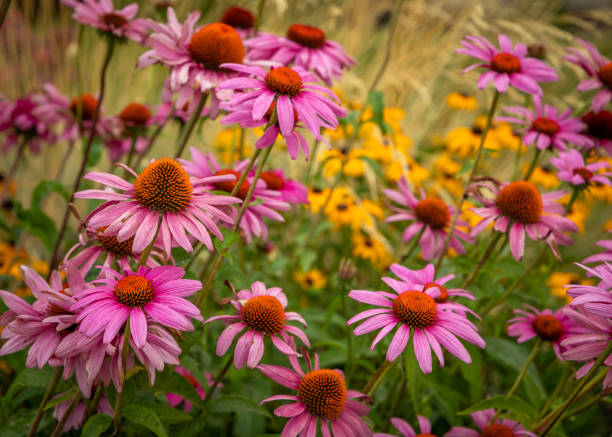 istock Echinacea or Cone Flowers in a garden in full bloom 2162024935