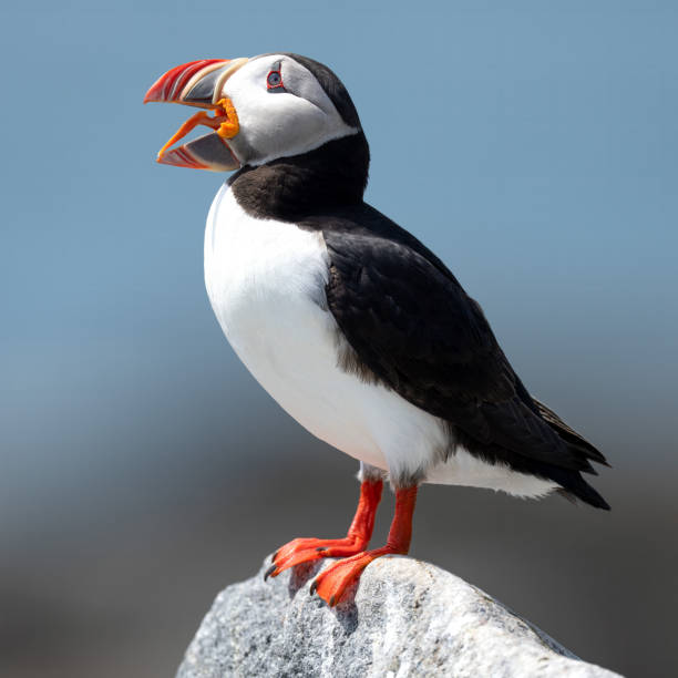 istock Puffin Tongue 2162025667