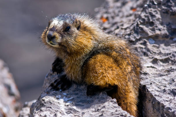 istock Closeup of a Hoary Marmot 2162026140