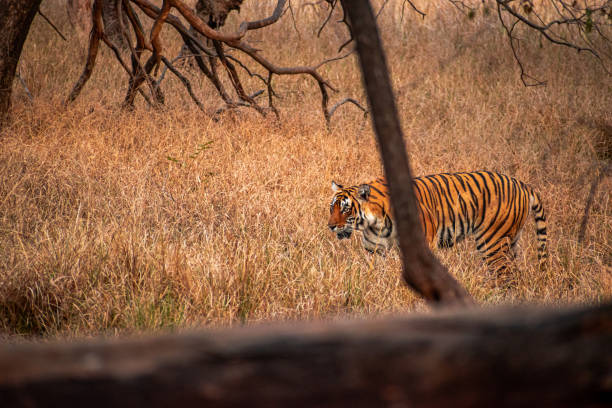 istock tiger in the woods 2162026356