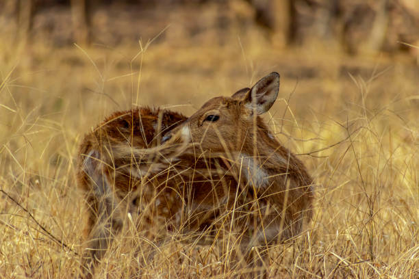 istock Deer in the wild 2162028586