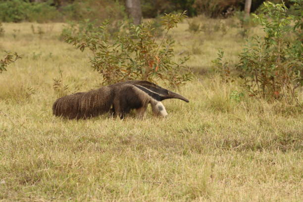 istock flag anteater 2162028905