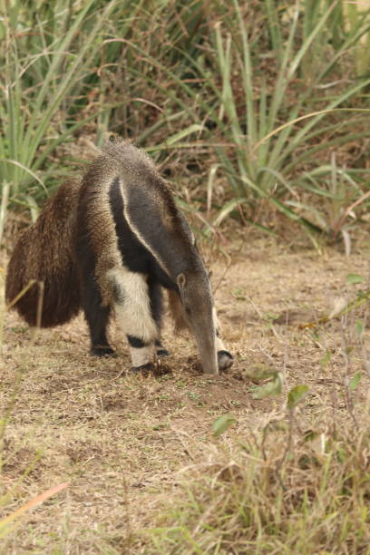 istock flag anteater 2162030056