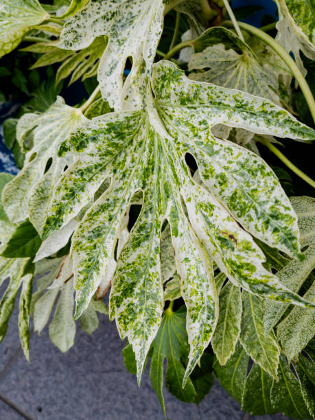 istock Japanese aralia (syn. Fatsia Spider's Web) Foliage 2162030521