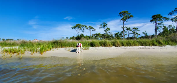 Great Dane Puppy Playing on the Beach and Swimming in Orange Beach, Alabama