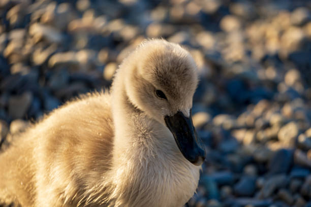 istock Baby swan sunbathing 2162031789