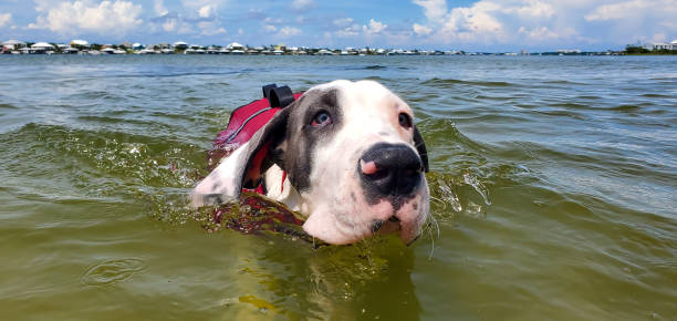 istock Great Dane Puppy at the Beach 2162032975