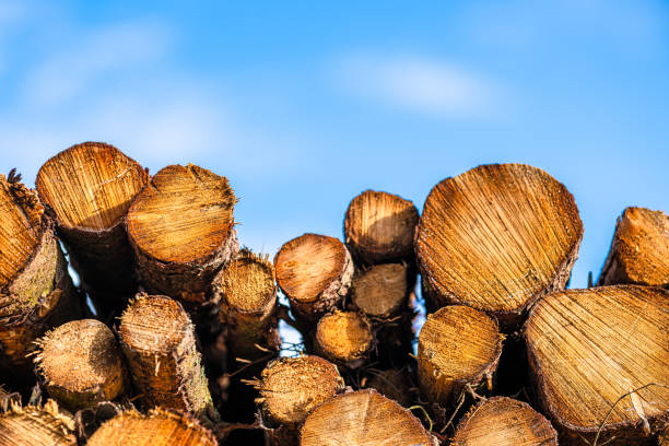 Stacked wooden logs against a blue sky with clouds, showing natural textures and growth rings. Represents forestry, natural resources, and lumber industry.