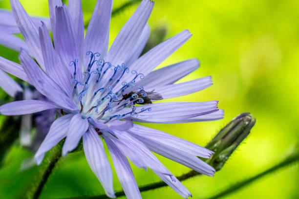 istock Cicerbita alpina Alpine Blue-sow-thistle with curly stamen.. 2162033160