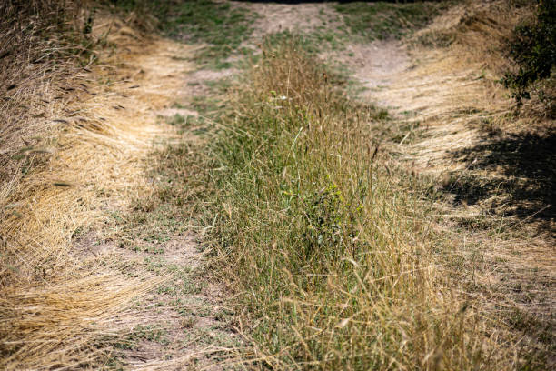 A patch of grass lies between the wheel-marked tracks of a farm road in Bulgaria.
