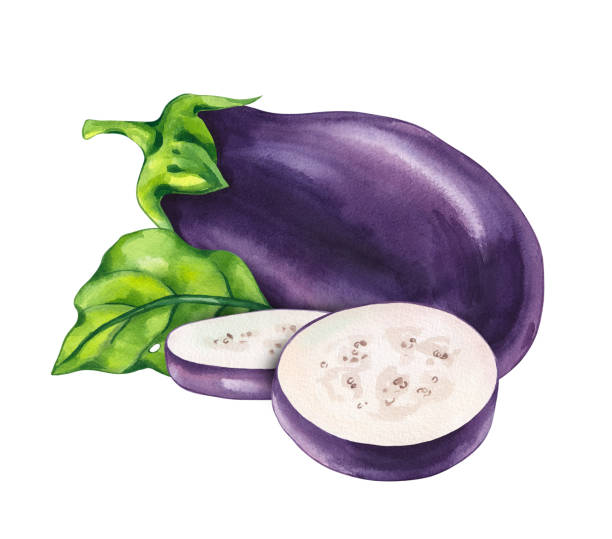 watercolor eggplant vegetable - bakłażan stock illustrations
