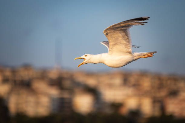 Istanbul cityscape with flying seagulls at sunset.