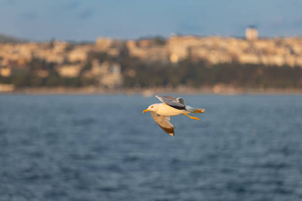 Istanbul cityscape with flying seagulls at sunset.