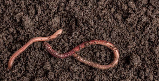 istock Earthworms in the soil 2162037163