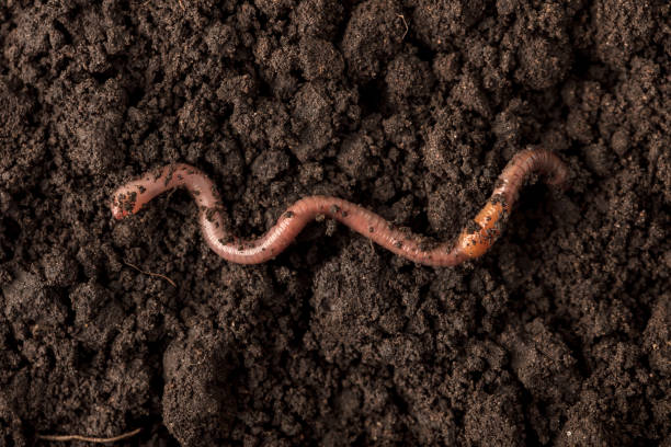 istock Earthworm in the soil 2162037170